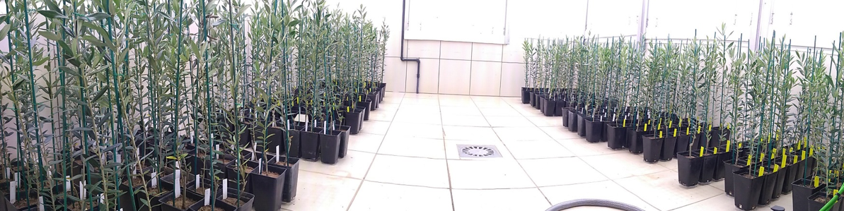 Circularity_olive_trees.png